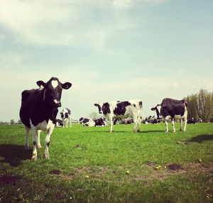 Fryslân Instagram, koeien
